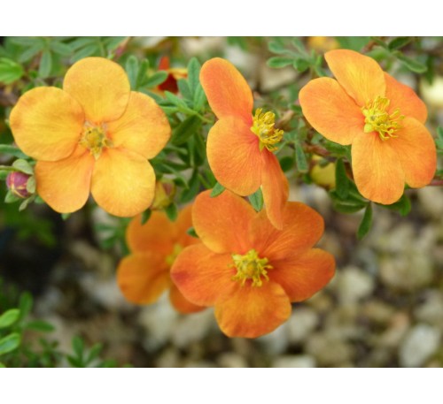Лапчатка кустарниковая Хоплейс Оранж (Hopleys Orange) С2